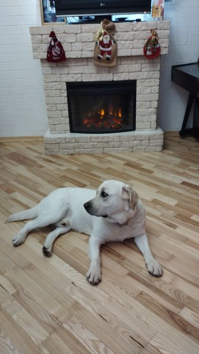 Лабрадор шукає подругу