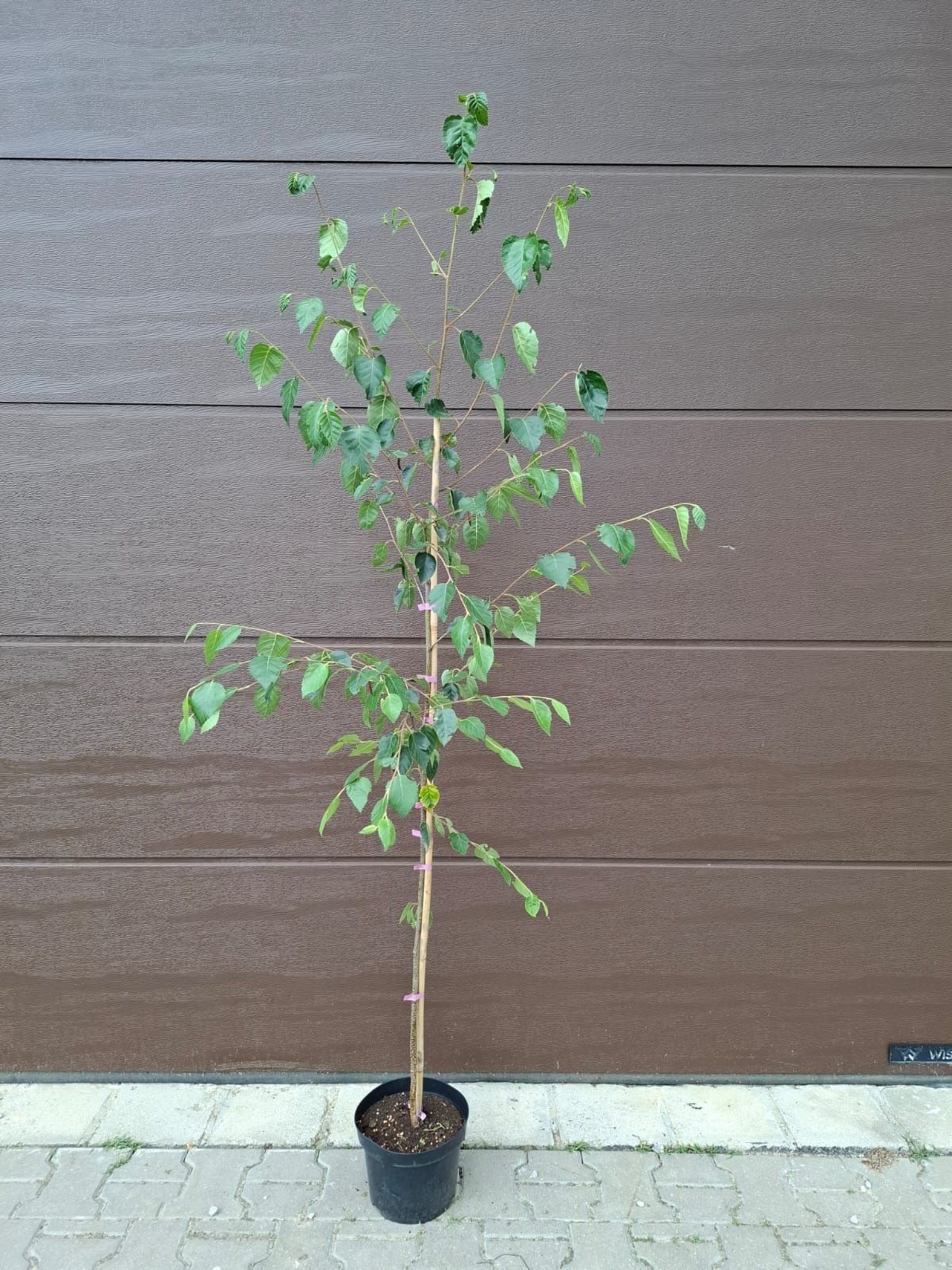 Brzoza doorenbos 180cm C5