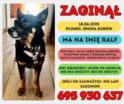 Kurów i okolice- zaginął pies