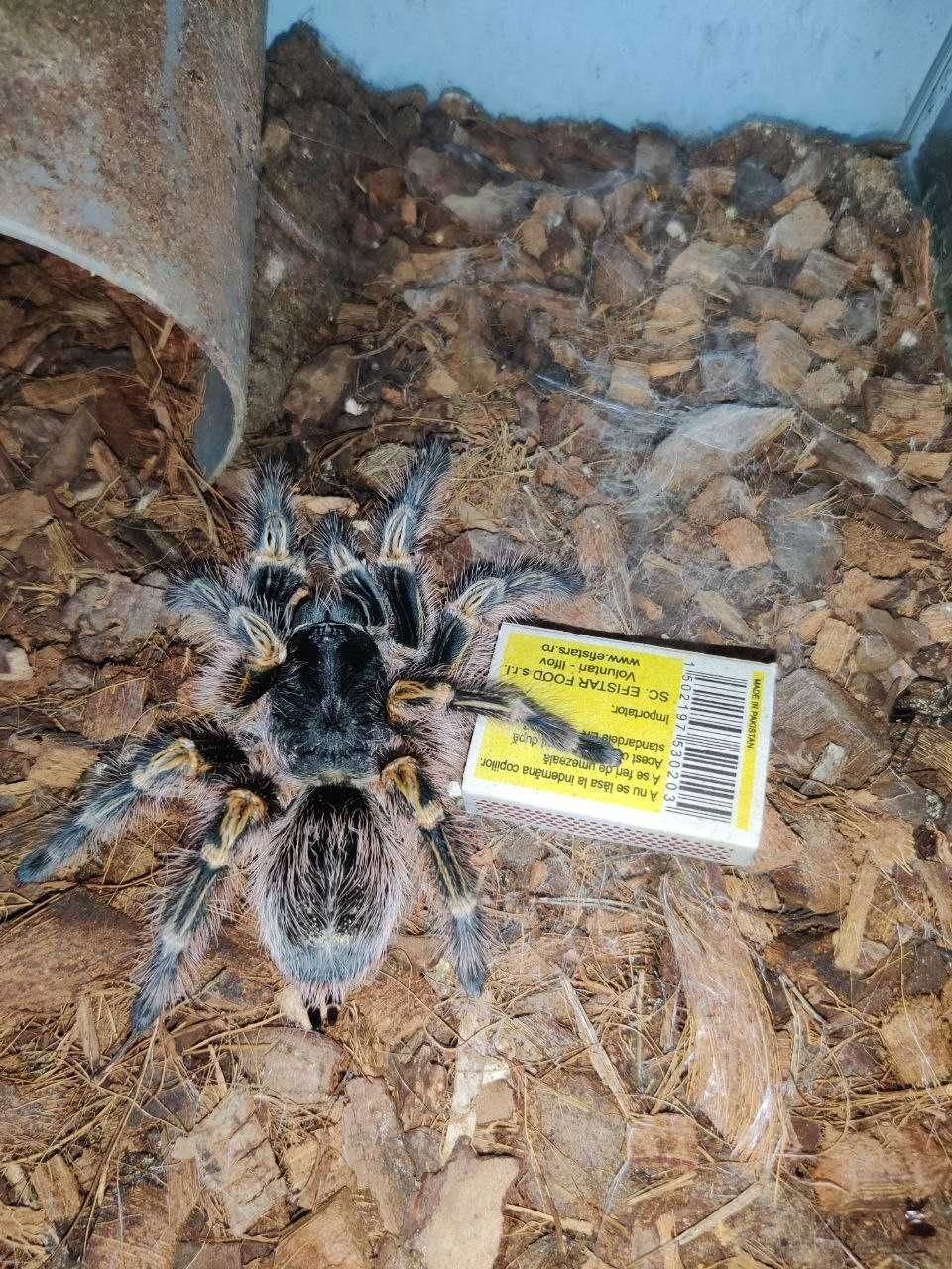 Grammostola pulchripes взрослая самка паука птицееда