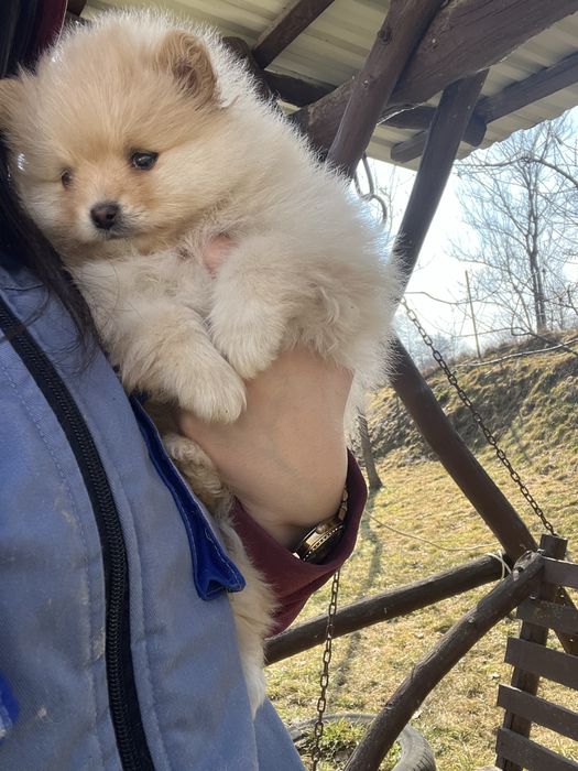 Шпіц, шпиц, цуценята