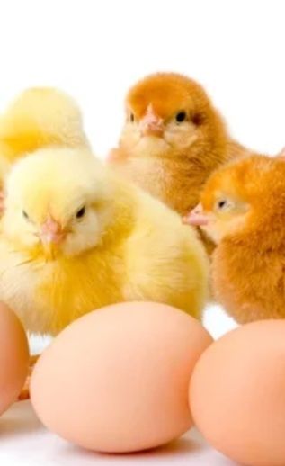 Кури,циплята, Бройлер,качки,гуси