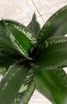 Sansevieria Loop's Pride