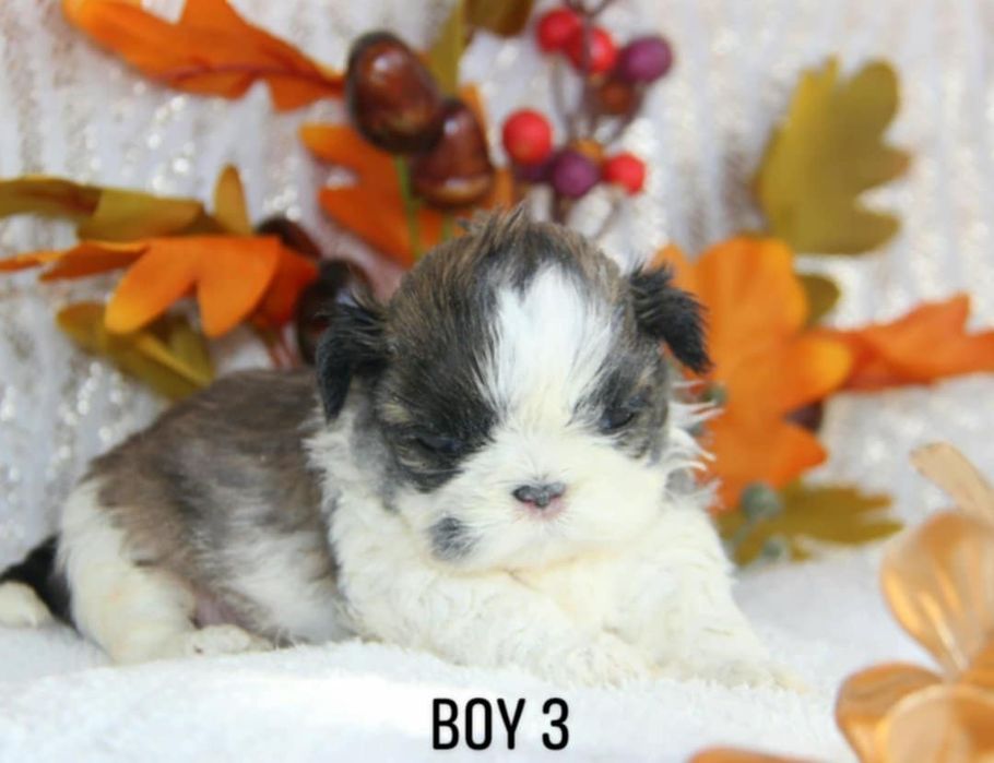 Shih- tzu piesek Zkwp FCI