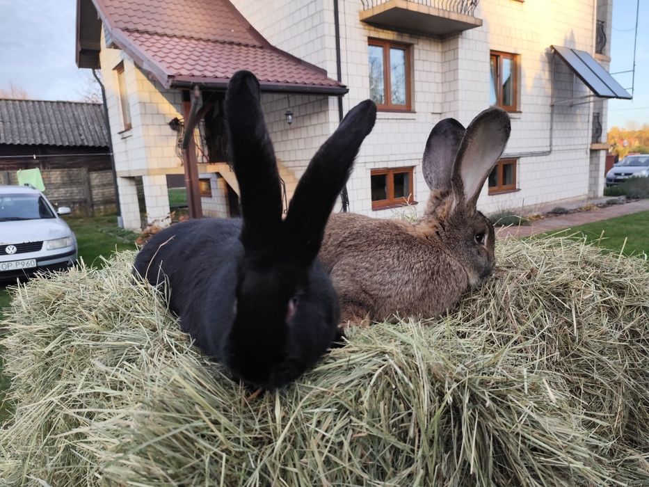 Króliki samce olbrzym belgijski