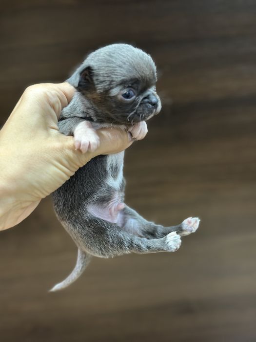 CHIHUAHUA  blue niebieski  mini  :)