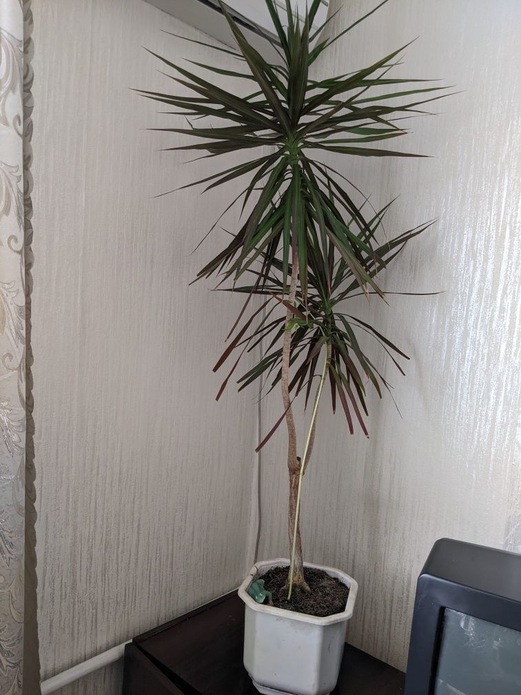 Драцена, кімнатна рослина, пальма