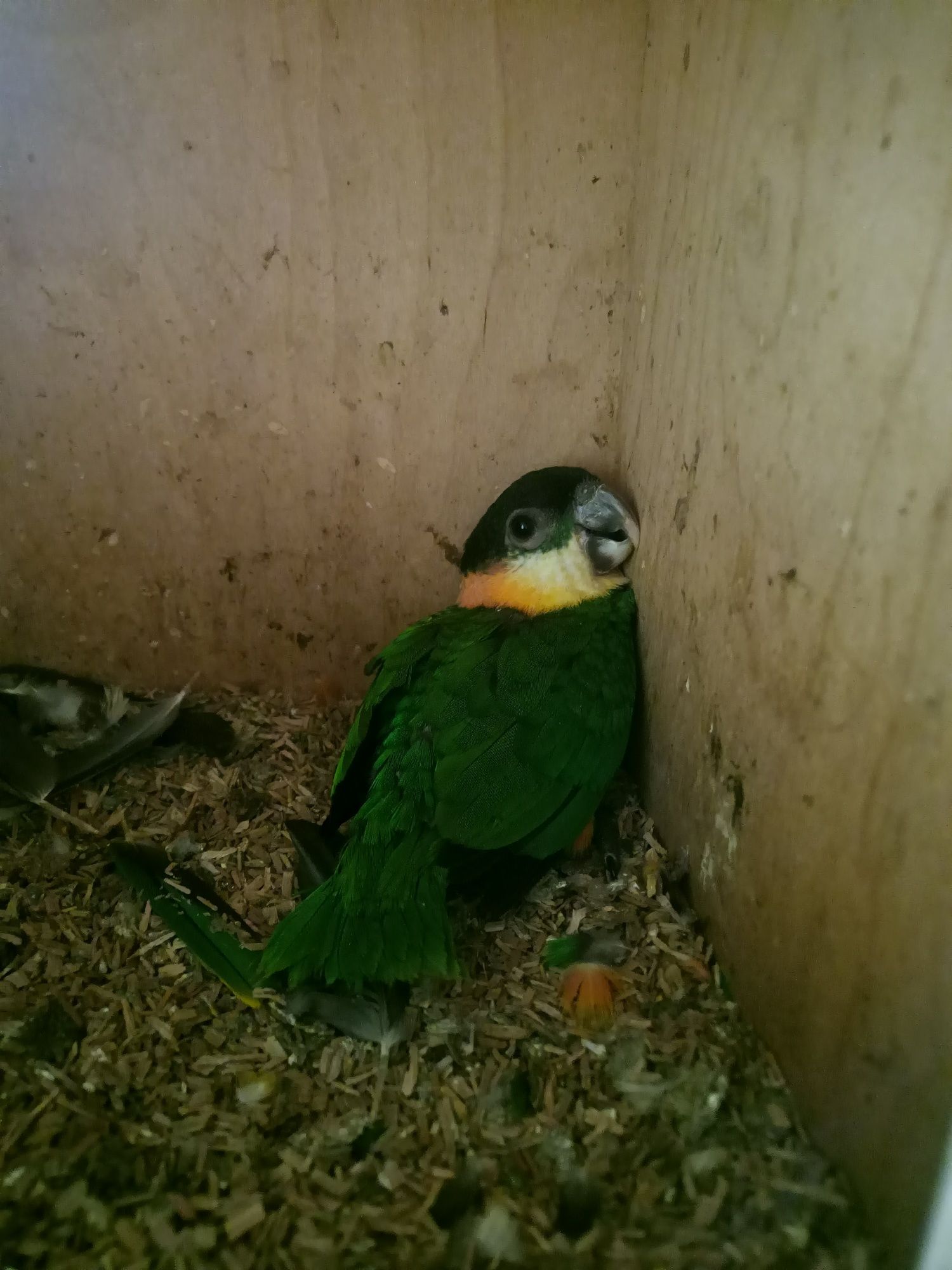 Marianinhas cabeça preta e laranja