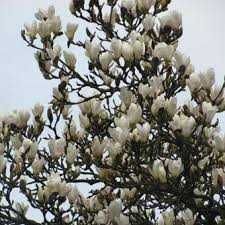 Magnolia Japońska Kobus drzewo 300 cm cena 550 zł