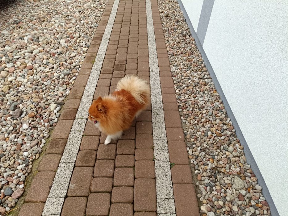 Szpic miniaturowy pomeranian