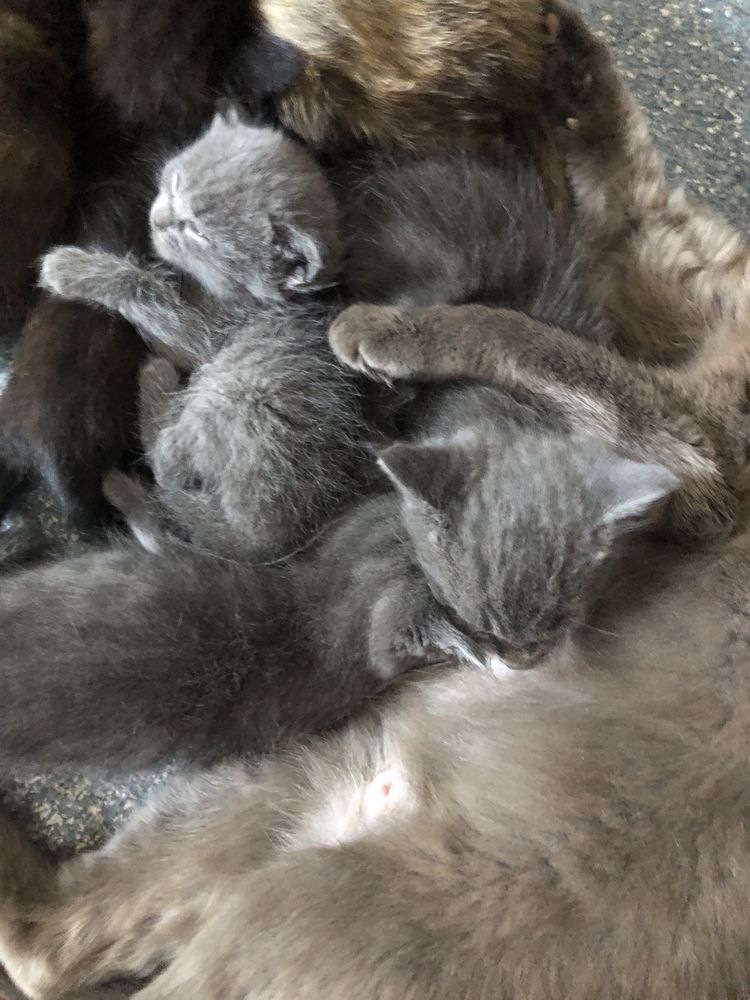Котята отдам в добрые руки, заберите пожалуйста