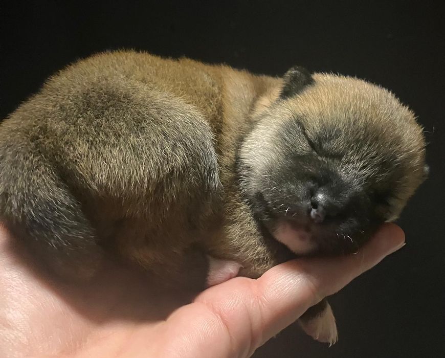 Shiba Inu samczyk!