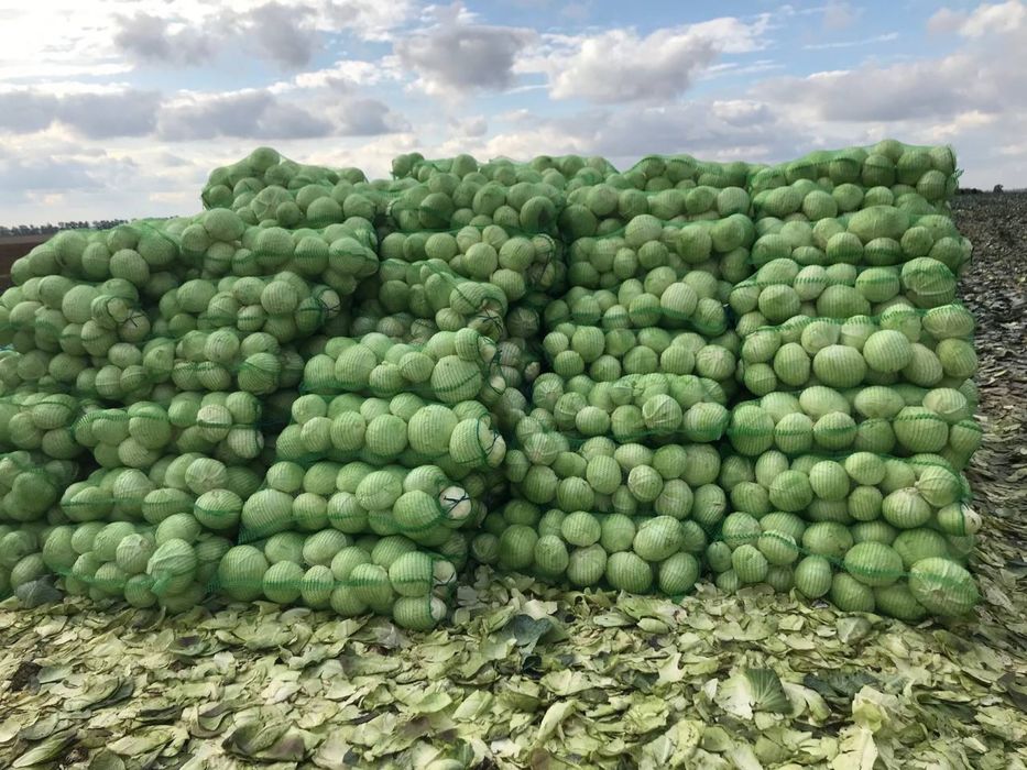 Продам капусту в обємі