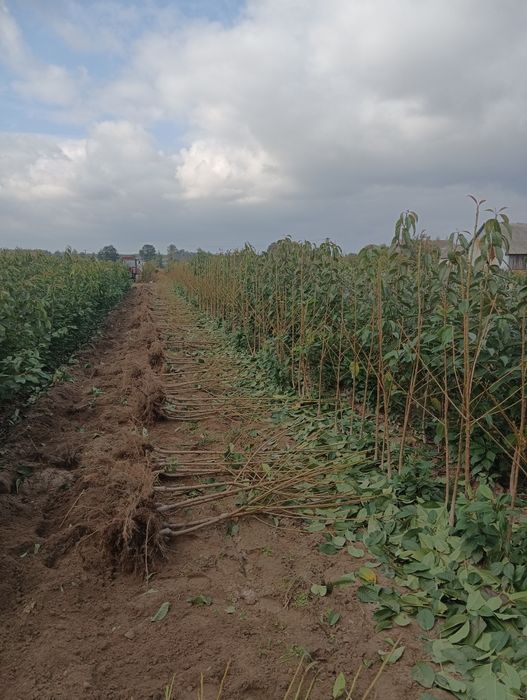 Drzewka owocowe własna produkcja