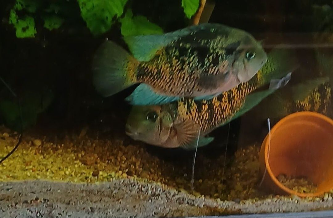 Pielęgnica Montecristo młode pary, Oscura heterospila, F1