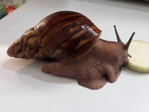 Малыши улиток архахатины Маргинаты овум