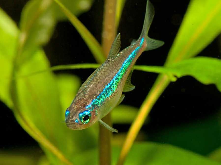 Neon Simulans, Neon zielony - neon niebieski- Sklep AKWAREKS