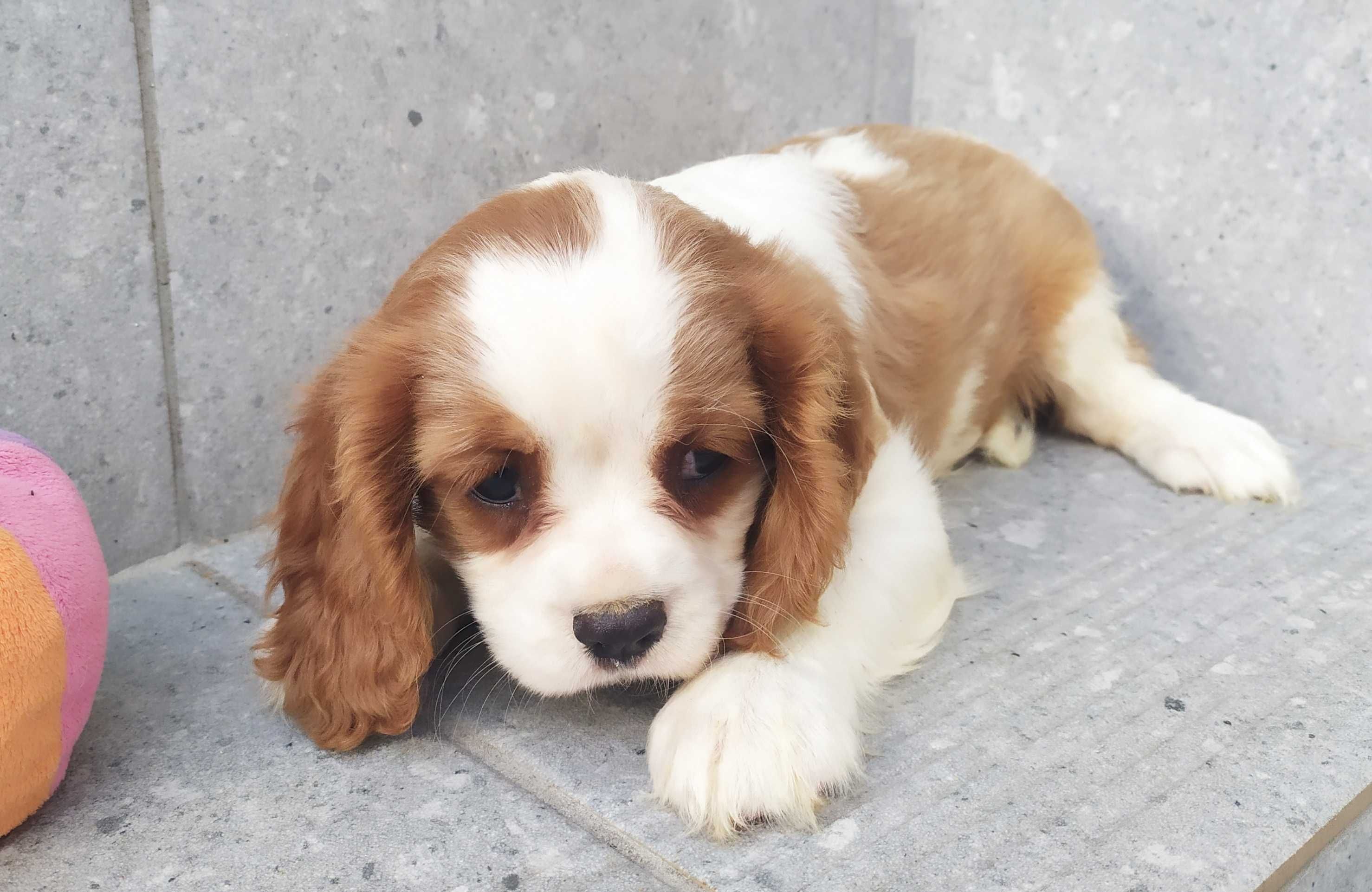 Suczka rasy Cavalier King Charles Spaniel - rodowód ZHPR
