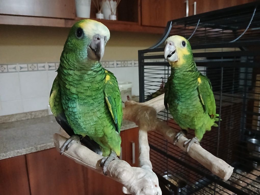 Casal de Amazonas Barbadensis