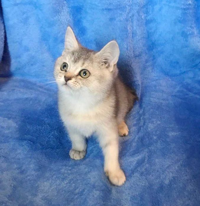 Очень умная чистокровная шотландская девочка тикированная шиншилла