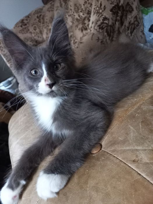 Kocurek Maine Coon