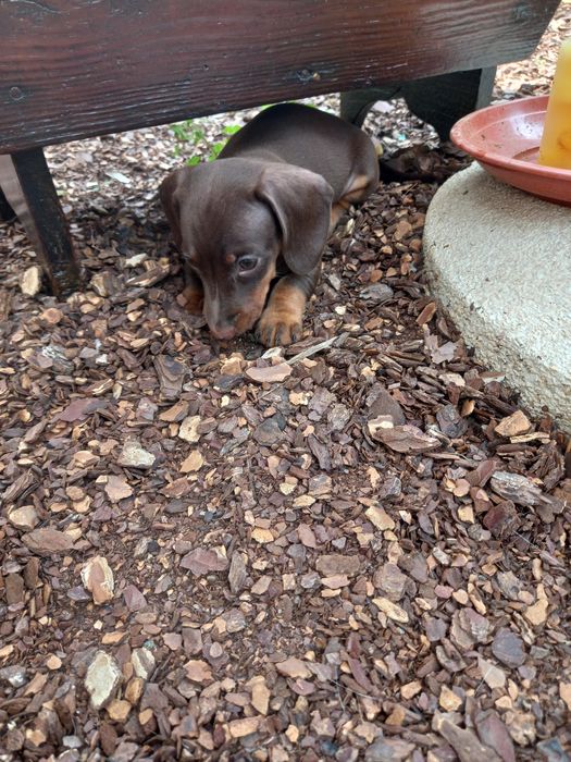 Teckel kaninchen menino top