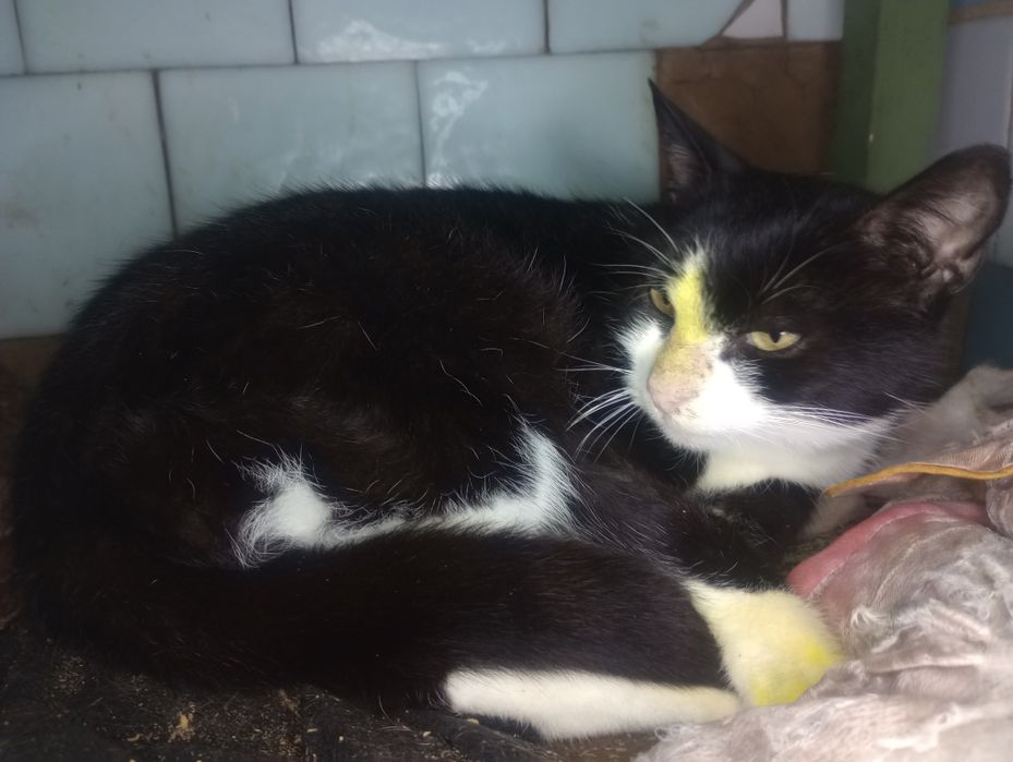 Катька стерилизованная с Дружбы