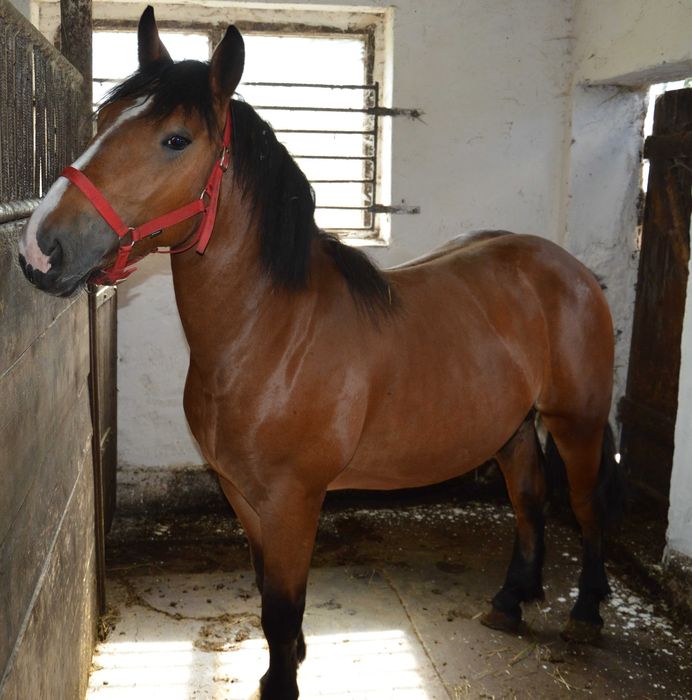 Tanie 2 konie zimnokrwiste