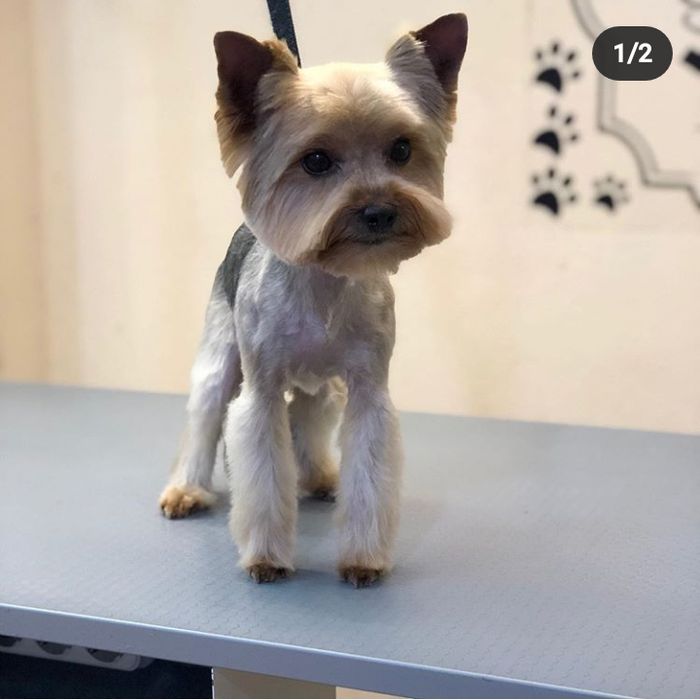 Вязка ! Ищу невесту!