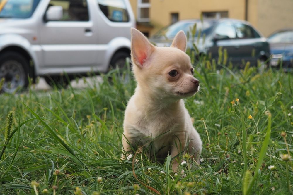 Szczeniak Chihuahua