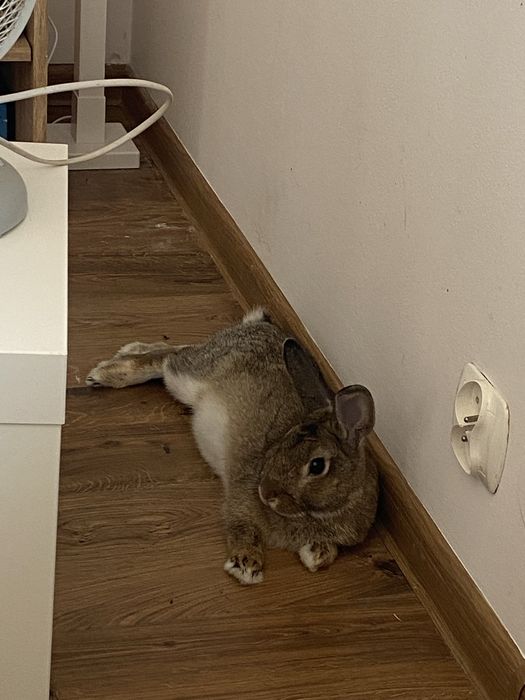 Królik miniaturka Tuptuś