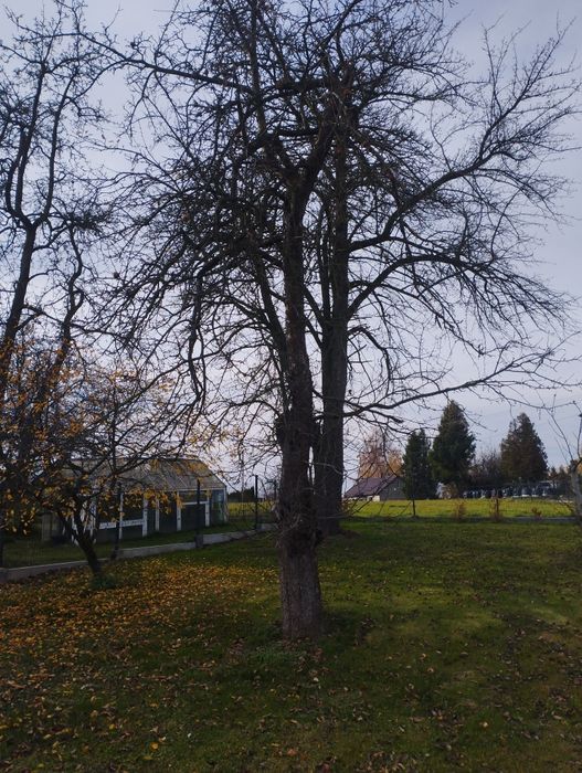 Drewno  na opał za darmo