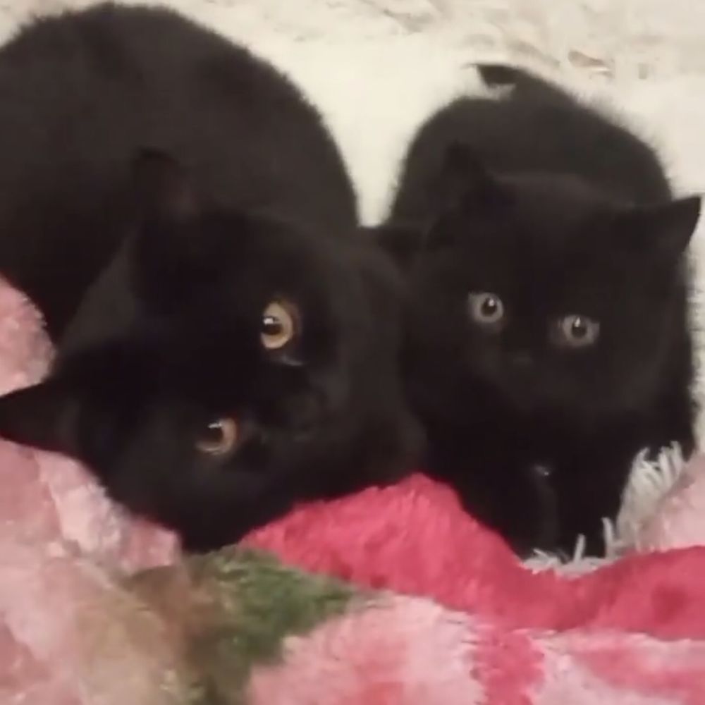 Красиві чорні котенята