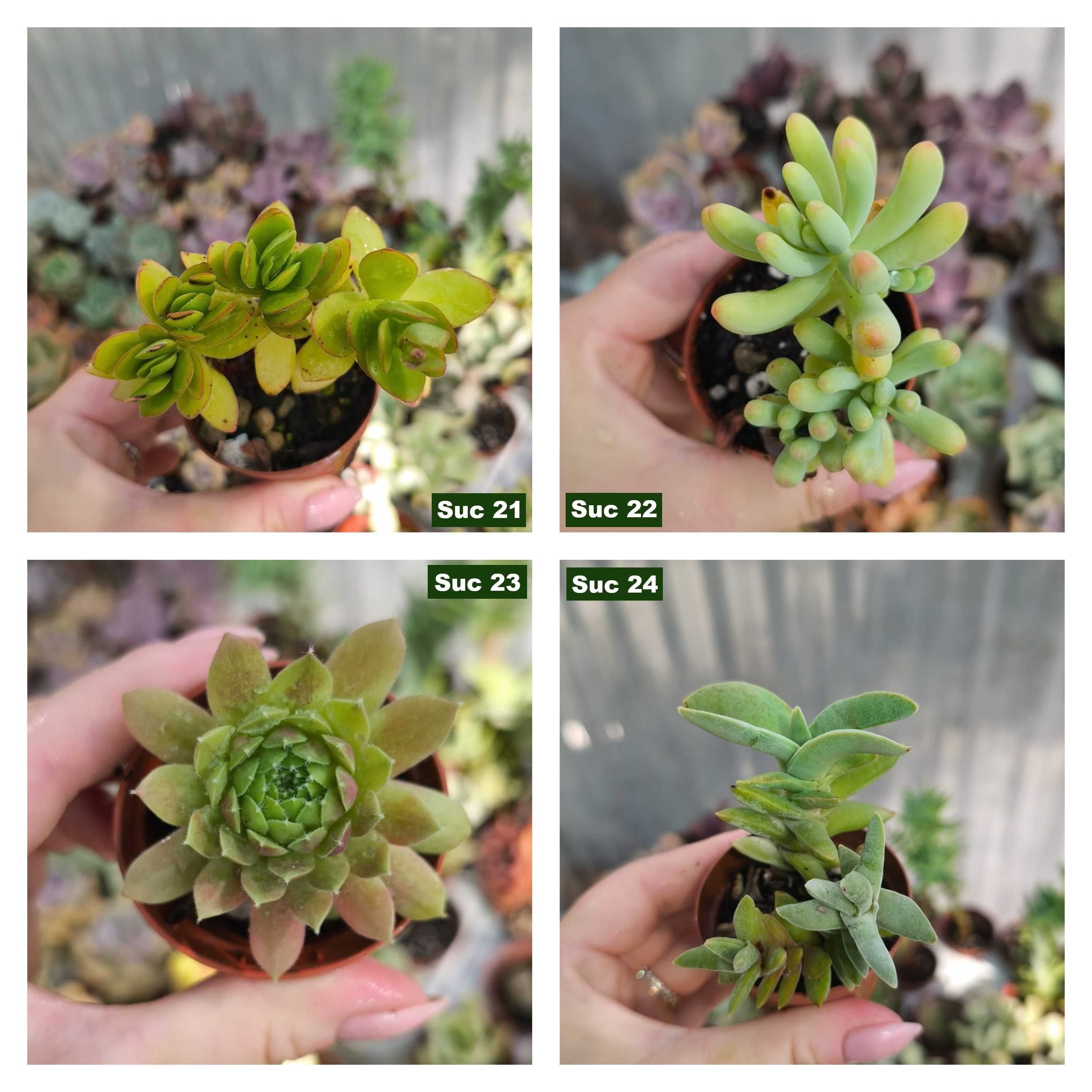Suculentas: aeoniums, echeverias etc