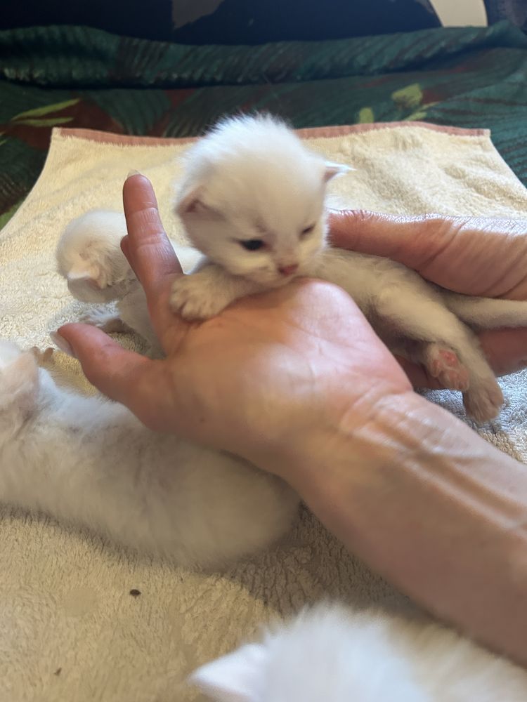 Кошенята маленькі