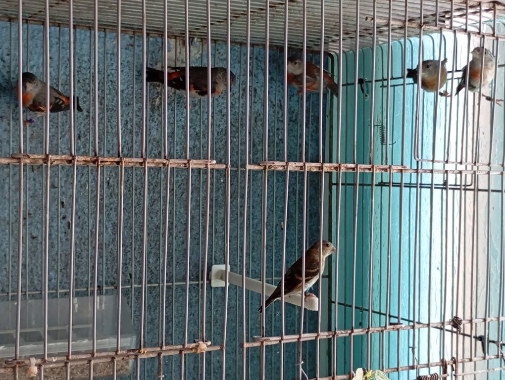 Cardinalito  casal