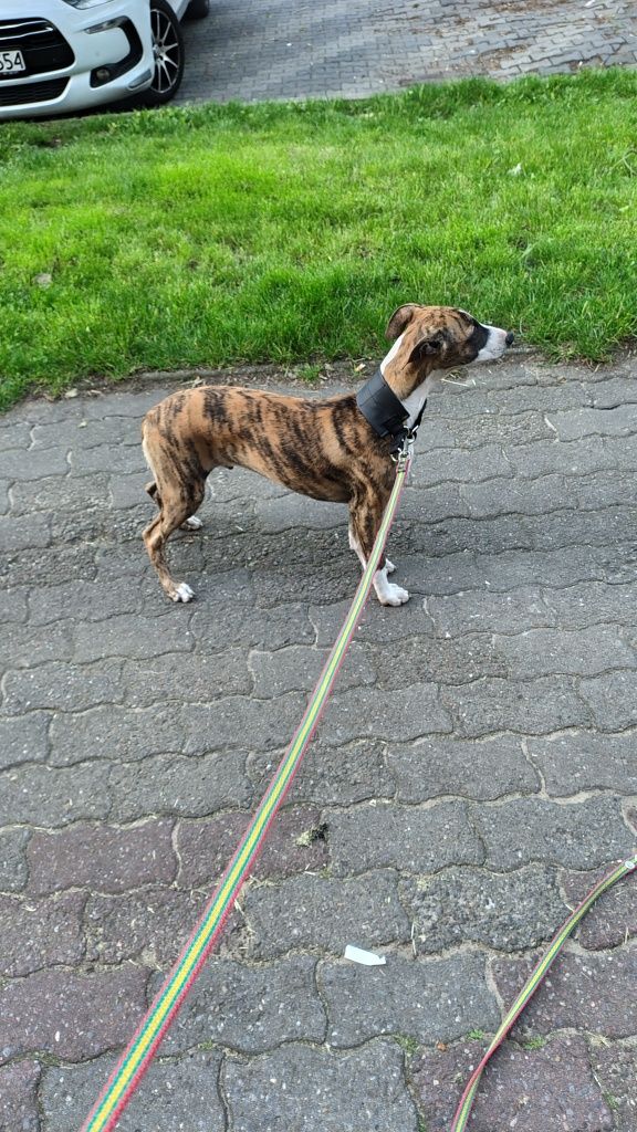 Whippet FCI chart angielski
