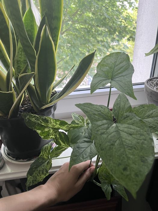 Syngonium mottled mohito