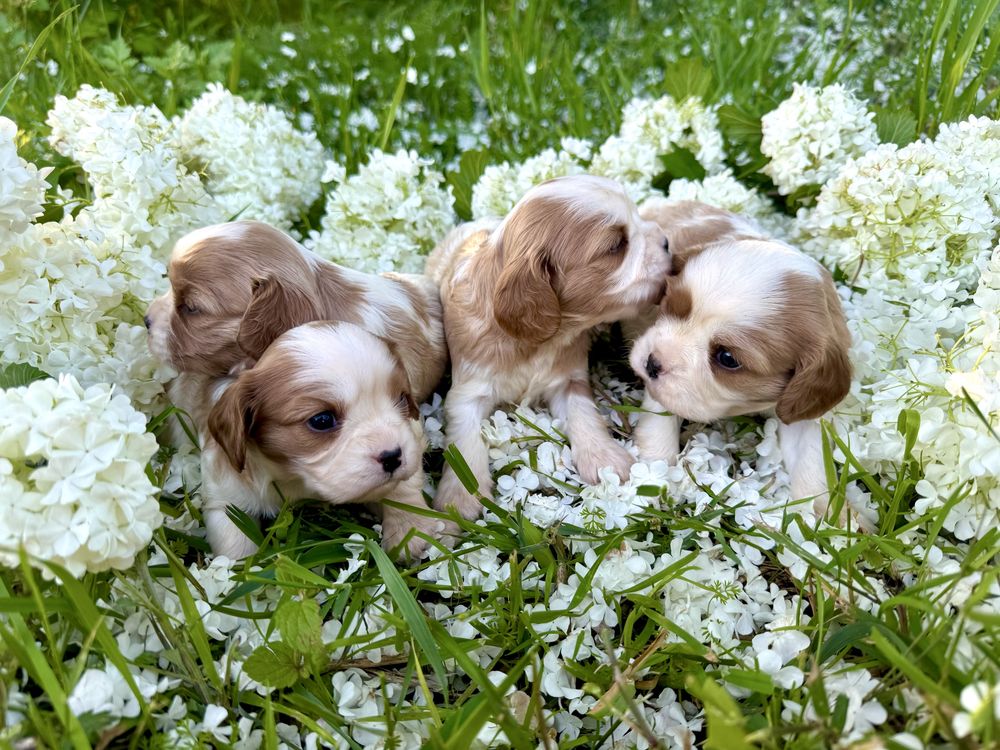 Cavalier king charles spaniel szczeniak