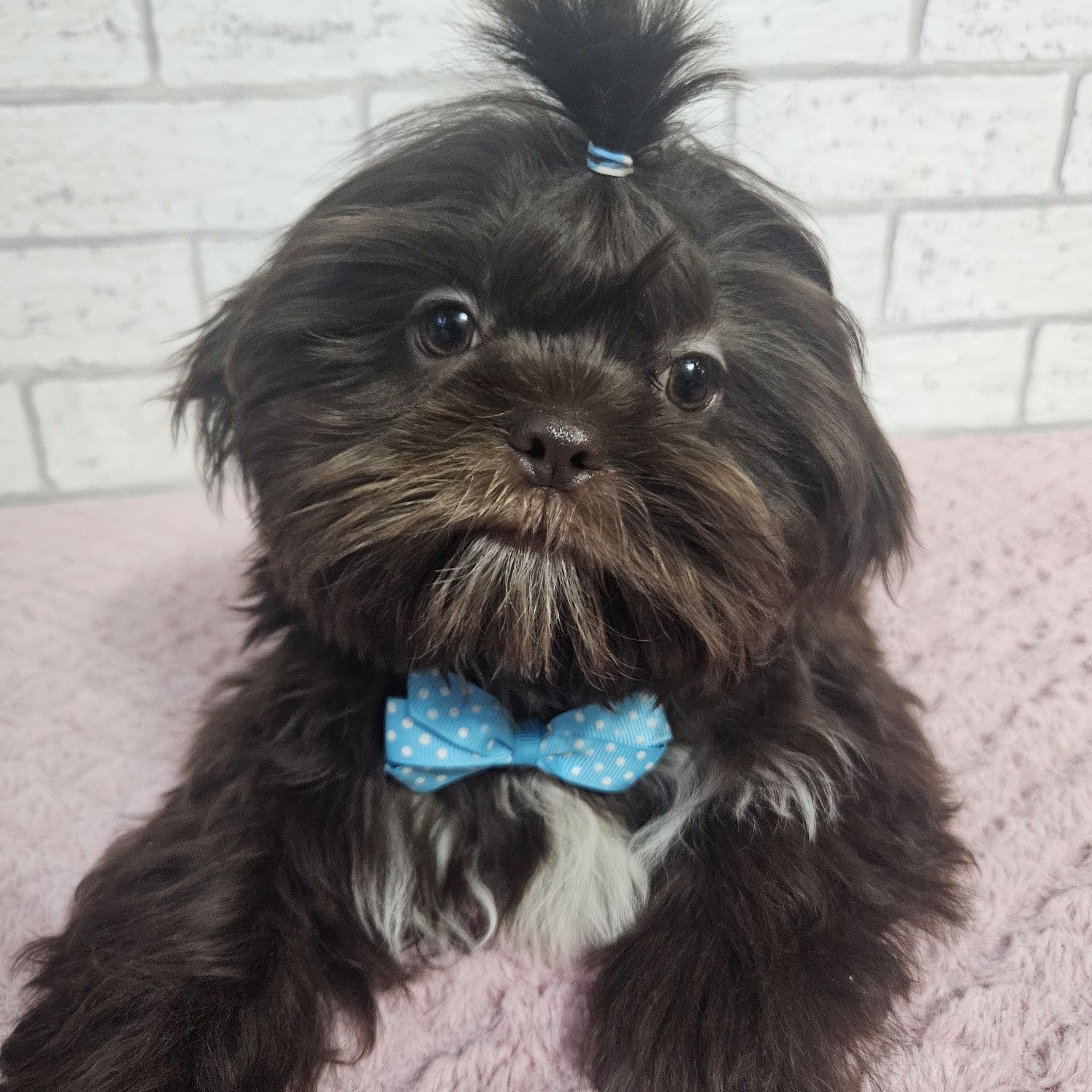 Shih Tzu samiec czekoladowy