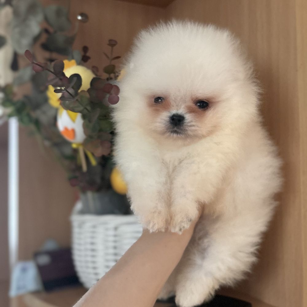 Міні хлопчик шоу классу