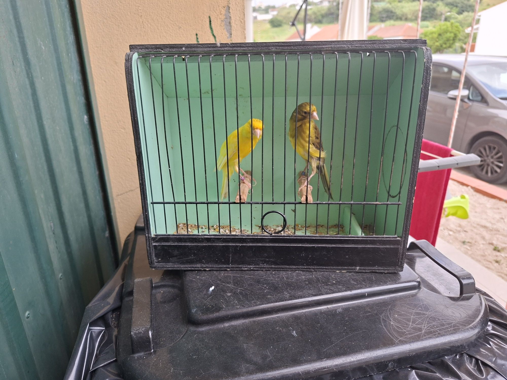 Casal de canários