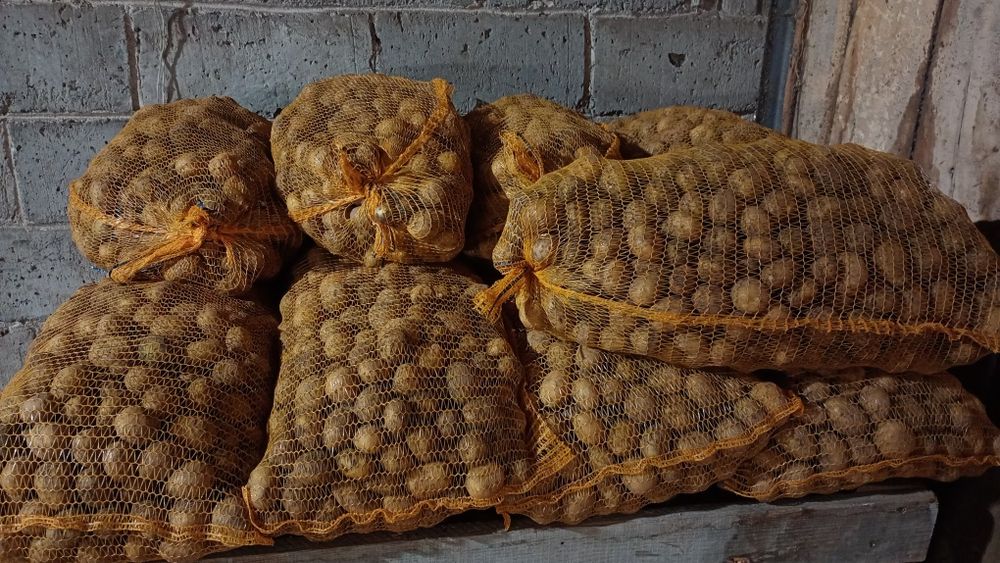 Sadzeniak ziemniaka 28mm-45mm