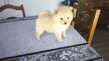 Spitz alemão lulu da Pomerânia entrego em todo o país