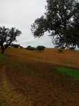 Monte Alentejano