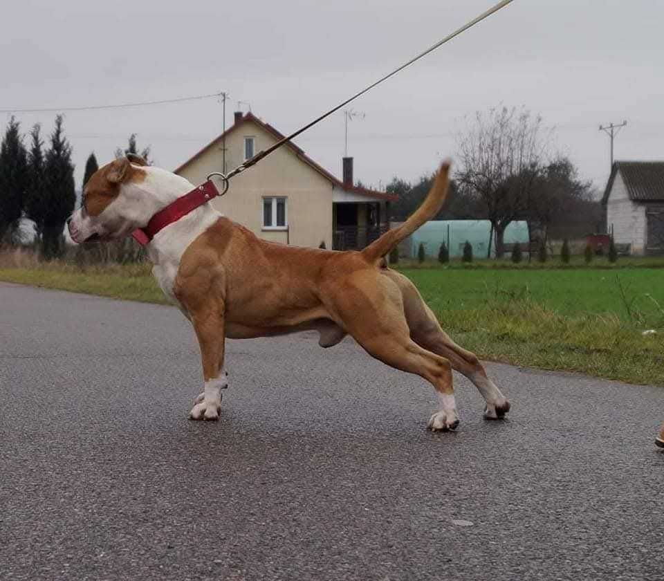 Everlast ,mocny samiec Amstaff ZKwP FCI,  do rezerwacji