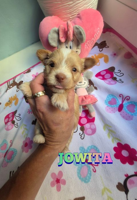 Suczka golddust choco (gen merle) ZAREZERWOWANA