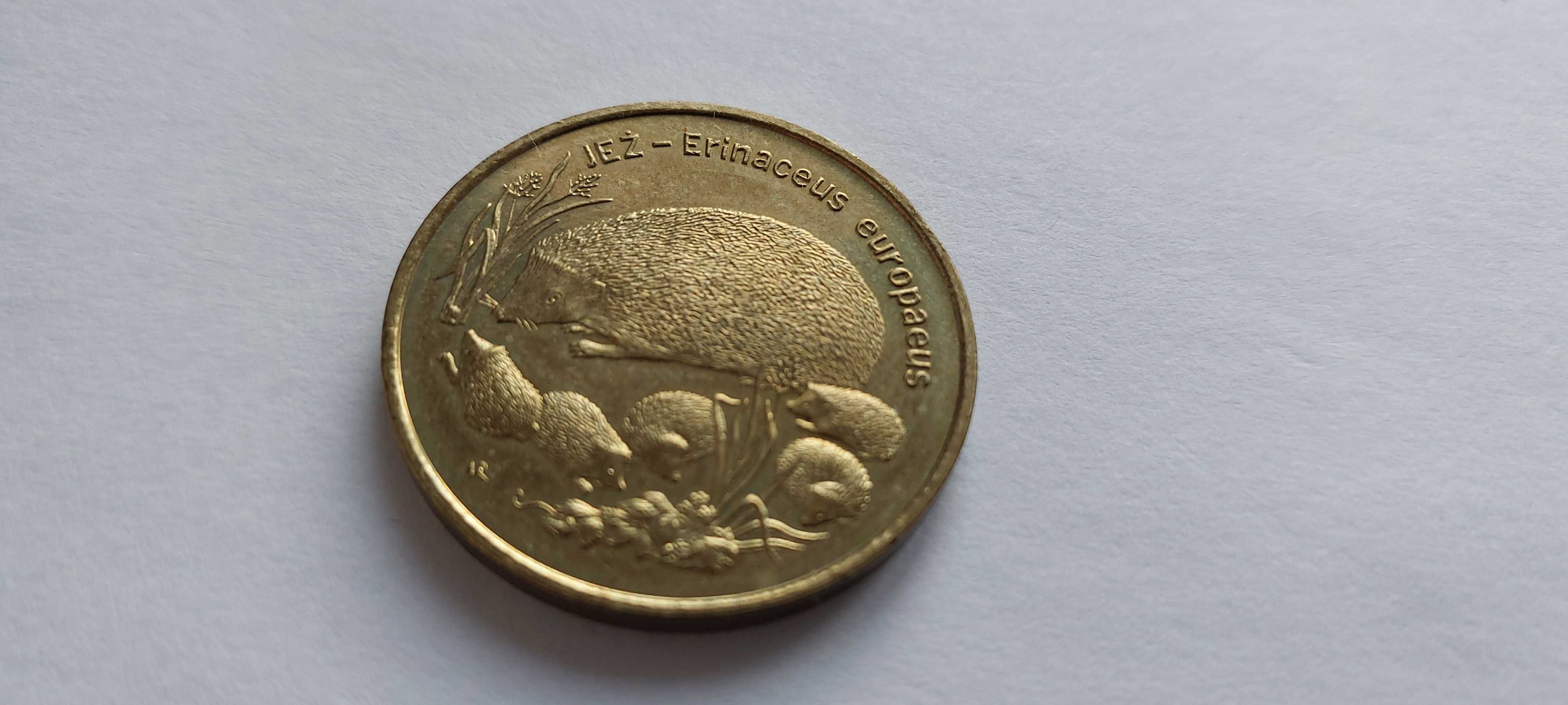 moneta 2zł Jeż Erinaceus Europaeus z obiegu rok 1996