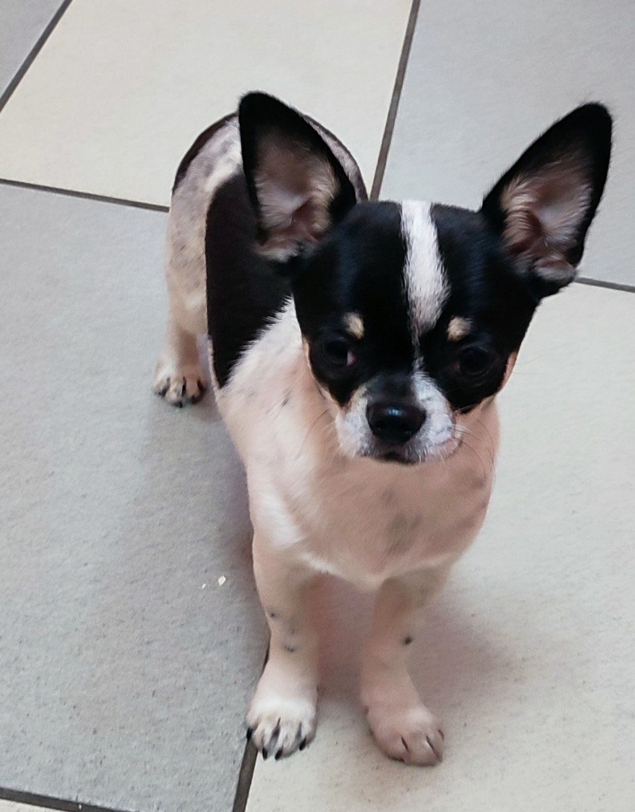 Chihuahua krótkowłosy