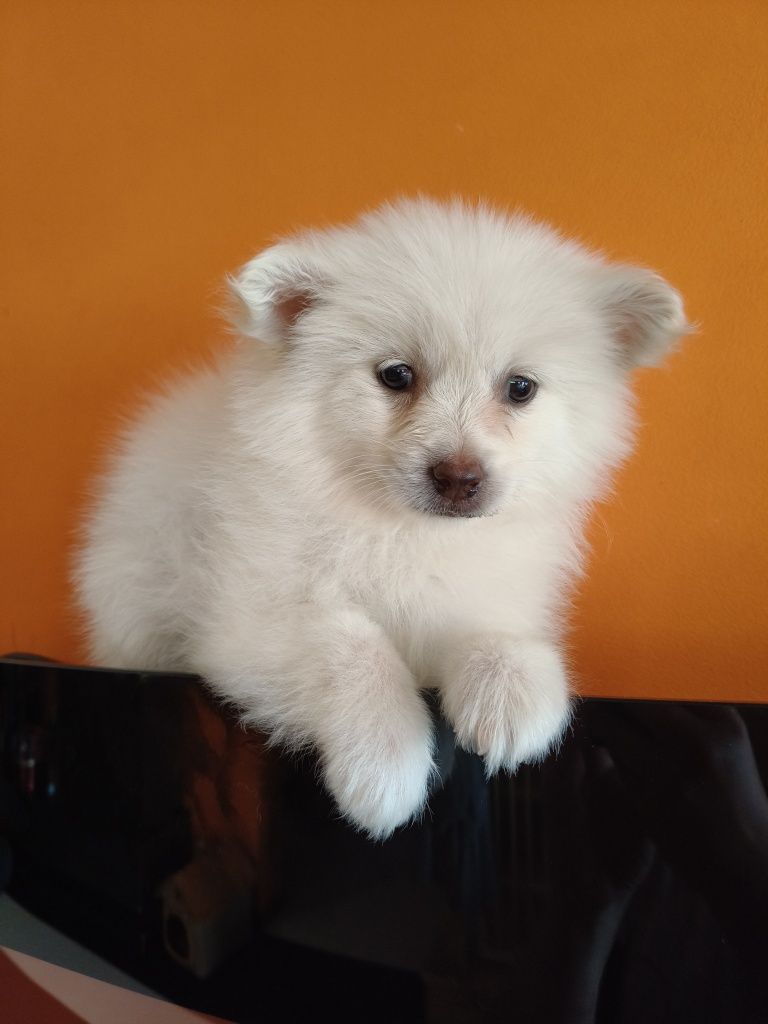 Spitz alemão menina